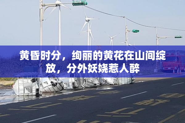 黄昏时分，绚丽的黄花在山间绽放，分外妖娆惹人醉