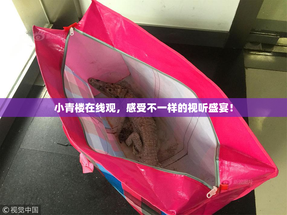 小青楼在线观，感受不一样的视听盛宴！