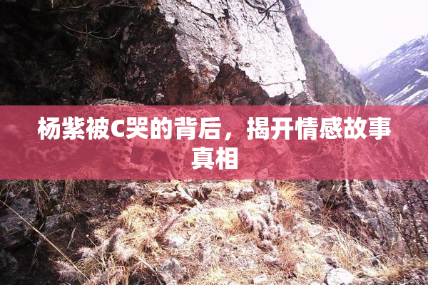 杨紫被C哭的背后，揭开情感故事真相