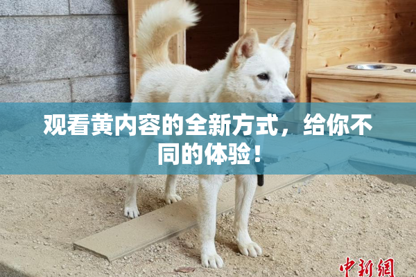 观看黄内容的全新方式，给你不同的体验！