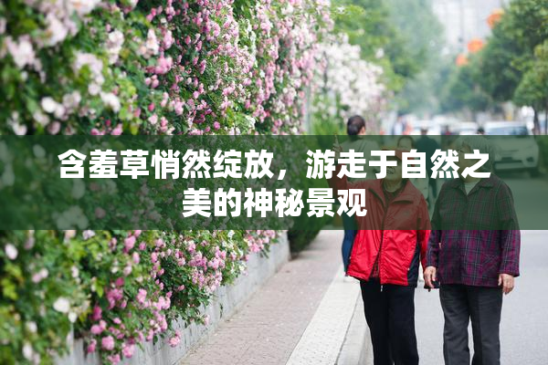 含羞草悄然绽放，游走于自然之美的神秘景观