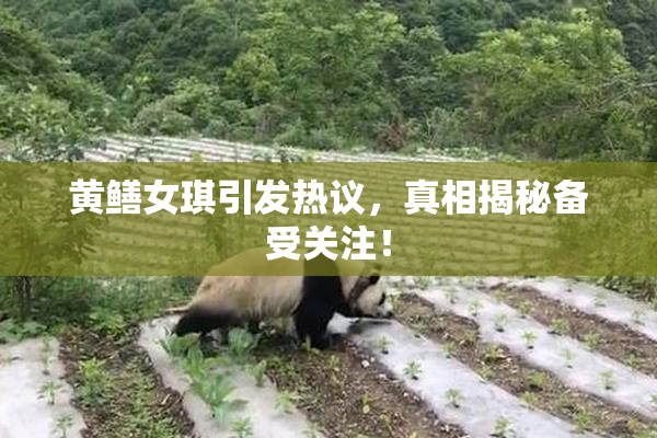 黄鳝女琪引发热议，真相揭秘备受关注！