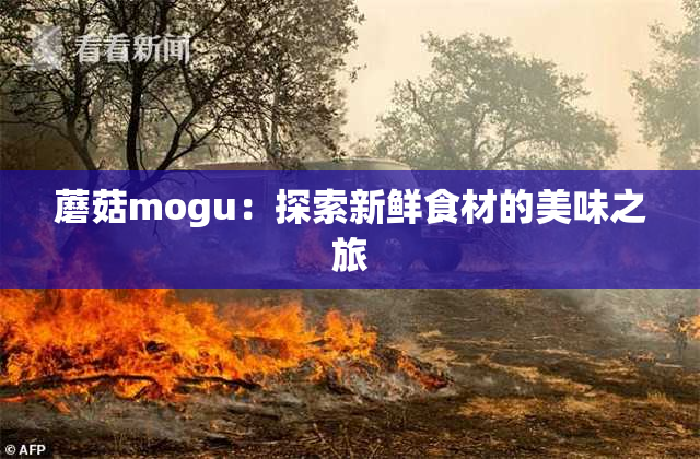 蘑菇mogu：探索新鲜食材的美味之旅