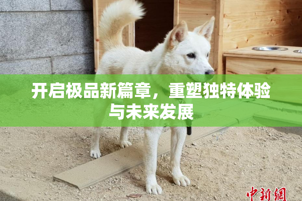 开启极品新篇章，重塑独特体验与未来发展