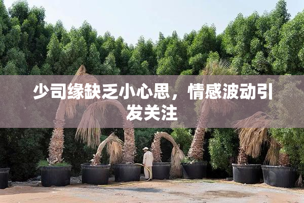少司缘缺乏小心思，情感波动引发关注