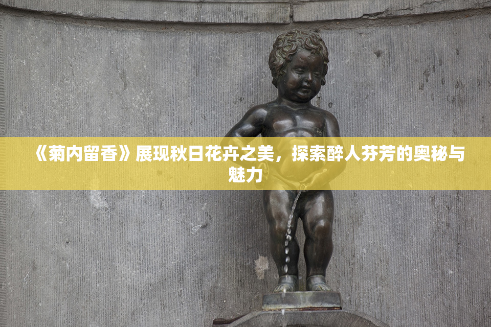 《菊内留香》展现秋日花卉之美，探索醉人芬芳的奥秘与魅力