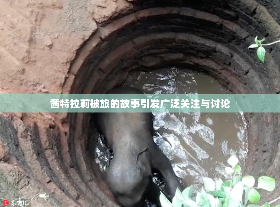 茜特拉莉被旅的故事引发广泛关注与讨论