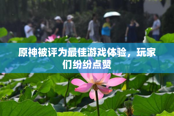 原神被评为最佳游戏体验，玩家们纷纷点赞