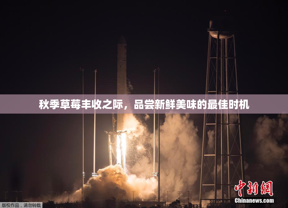 秋季草莓丰收之际，品尝新鲜美味的最佳时机