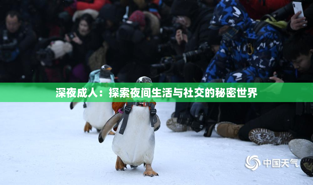 深夜成人：探索夜间生活与社交的秘密世界
