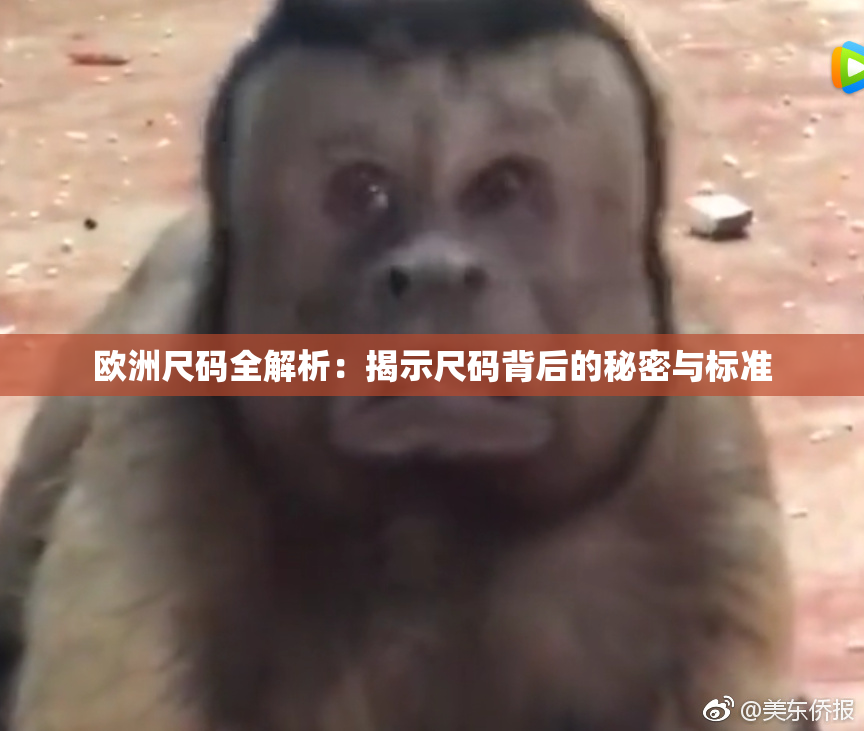 欧洲尺码全解析：揭示尺码背后的秘密与标准
