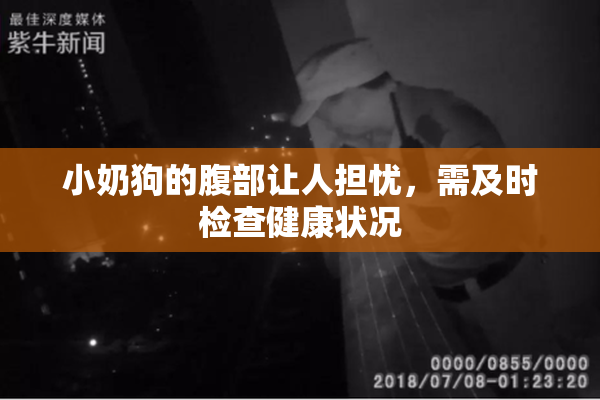 小奶狗的腹部让人担忧，需及时检查健康状况