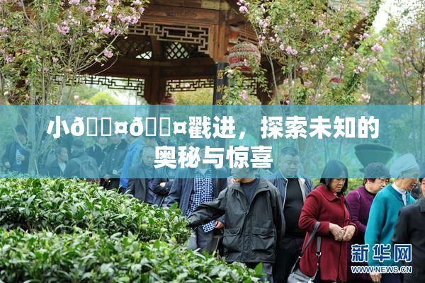 小🐤🐤戳进，探索未知的奥秘与惊喜