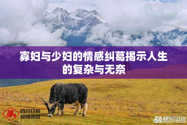 寡妇与少妇的情感纠葛揭示人生的复杂与无奈