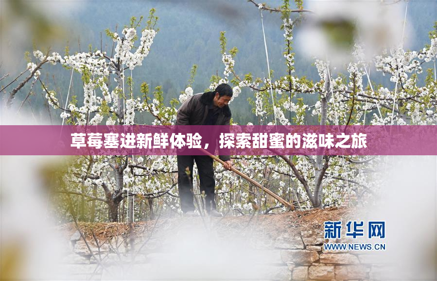 草莓塞进新鲜体验，探索甜蜜的滋味之旅