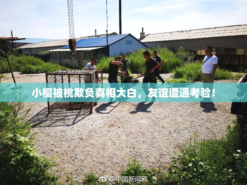 小樱被桃欺负真相大白，友谊遭遇考验！