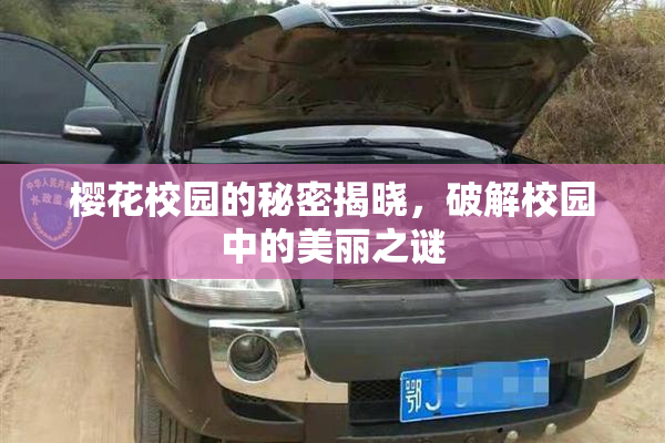 樱花校园的秘密揭晓，破解校园中的美丽之谜