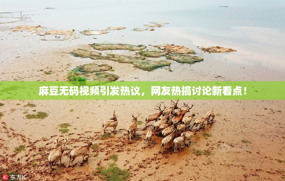 麻豆无码视频引发热议，网友热搞讨论新看点！