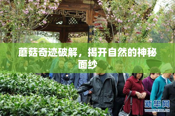 蘑菇奇迹破解，揭开自然的神秘面纱