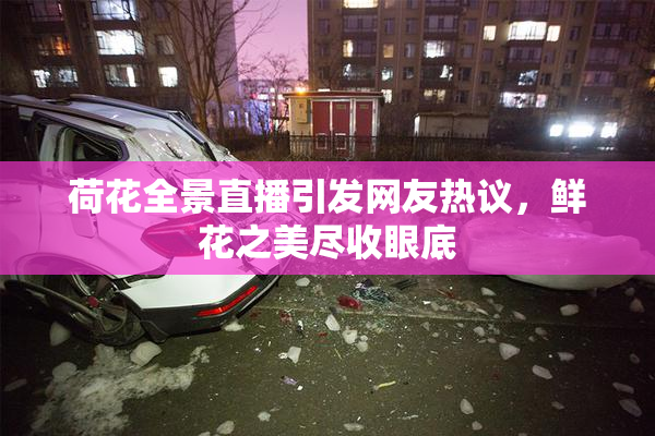 荷花全景直播引发网友热议，鲜花之美尽收眼底