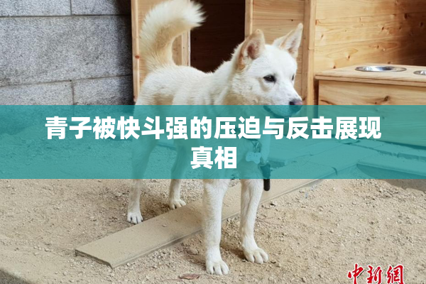 青子被快斗强的压迫与反击展现真相