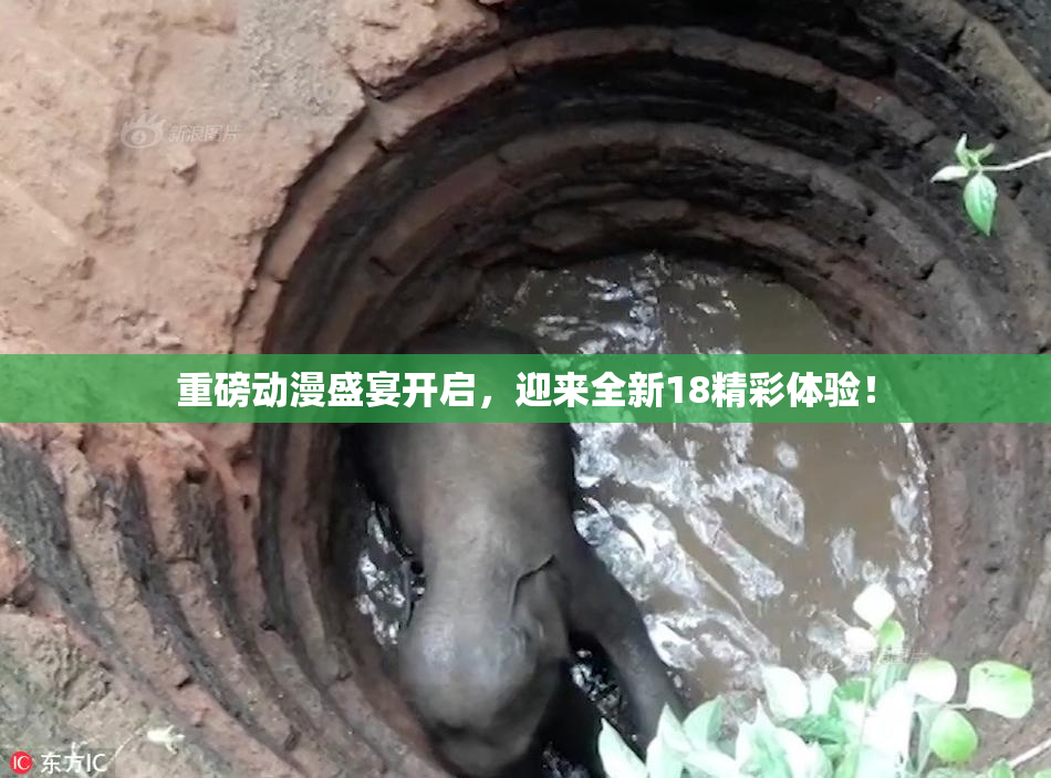 重磅动漫盛宴开启，迎来全新18精彩体验！