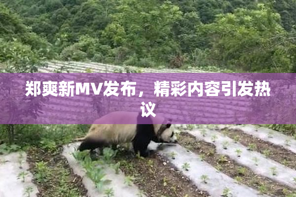 郑爽新MV发布，精彩内容引发热议