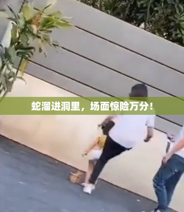 蛇溜进洞里，场面惊险万分！