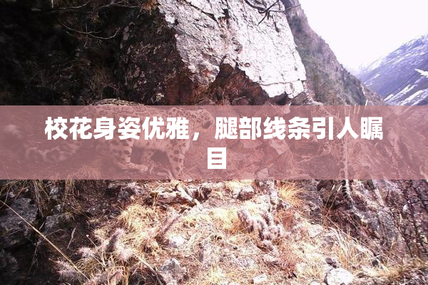 校花身姿优雅，腿部线条引人瞩目