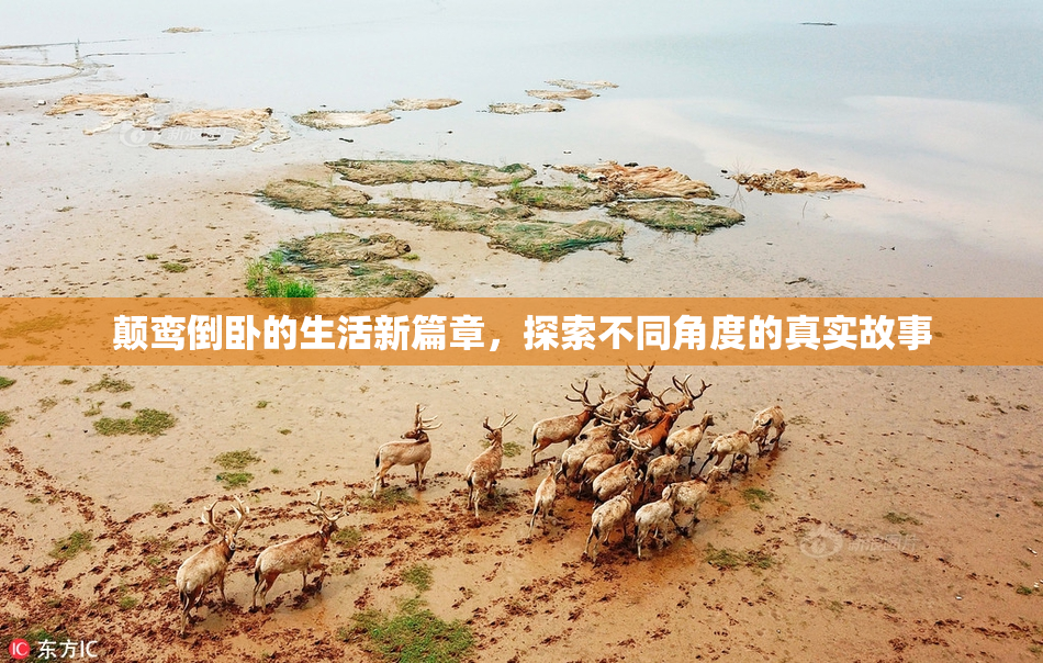 颠鸾倒卧的生活新篇章，探索不同角度的真实故事