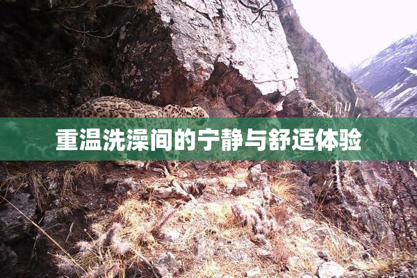 重温洗澡间的宁静与舒适体验