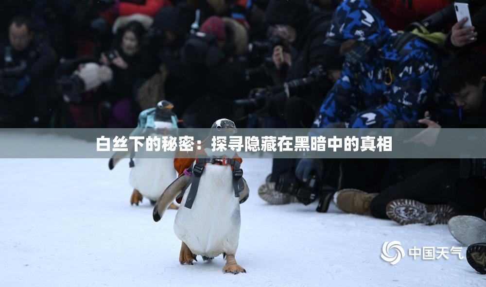 白丝下的秘密：探寻隐藏在黑暗中的真相