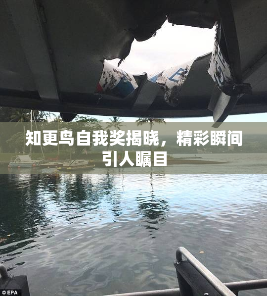 知更鸟自我奖揭晓，精彩瞬间引人瞩目