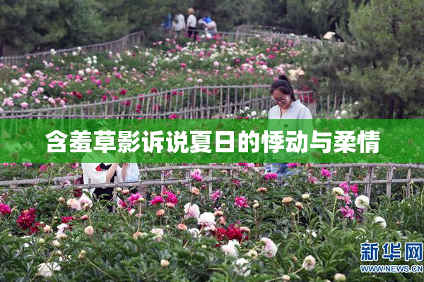 含羞草影诉说夏日的悸动与柔情
