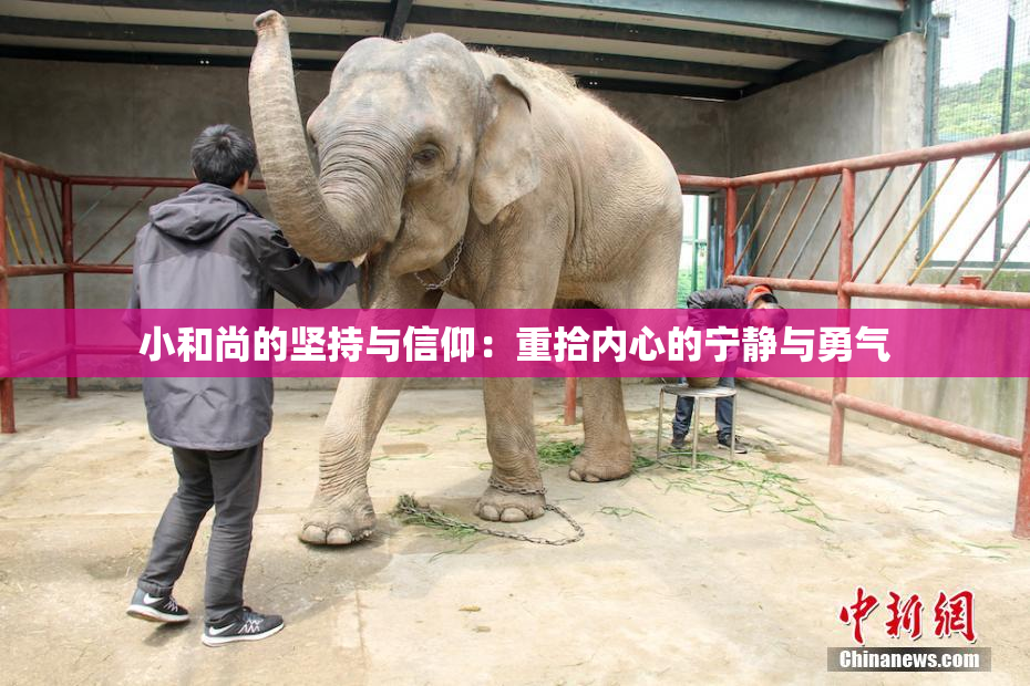 小和尚的坚持与信仰：重拾内心的宁静与勇气