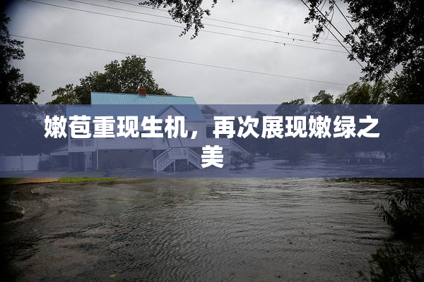 嫩苞重现生机，再次展现嫩绿之美