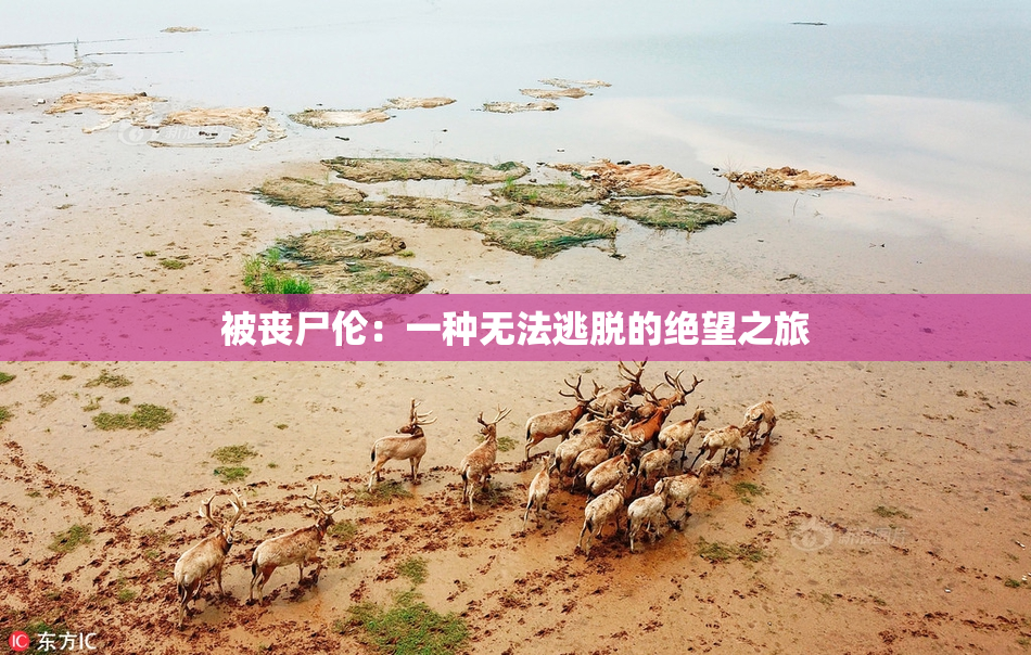 被丧尸伦：一种无法逃脱的绝望之旅