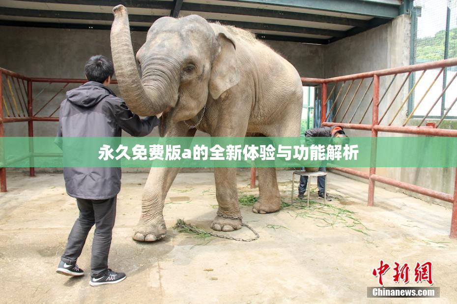 永久免费版a的全新体验与功能解析