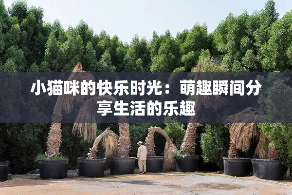 小猫咪的快乐时光：萌趣瞬间分享生活的乐趣