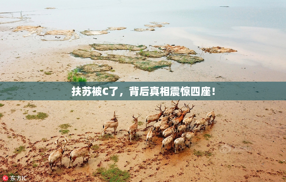 扶苏被C了，背后真相震惊四座！