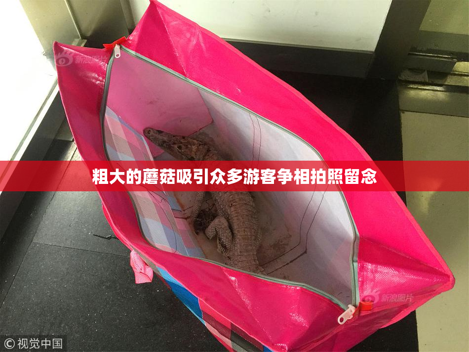 粗大的蘑菇吸引众多游客争相拍照留念
