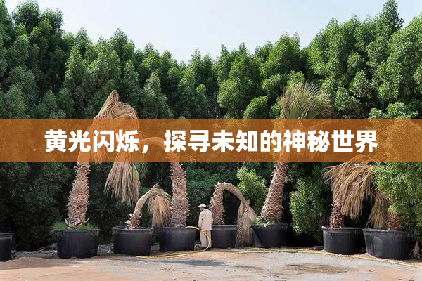 黄光闪烁，探寻未知的神秘世界