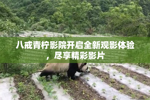 八戒青柠影院开启全新观影体验，尽享精彩影片