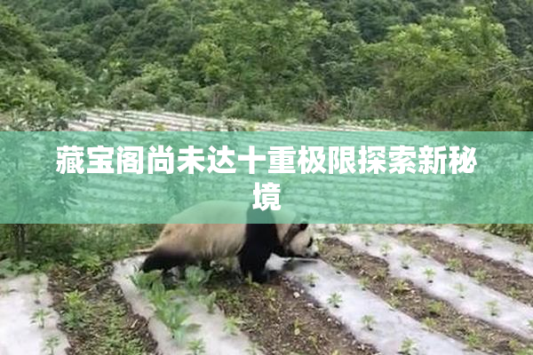 藏宝阁尚未达十重极限探索新秘境