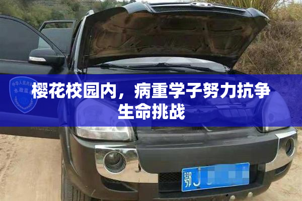 樱花校园内，病重学子努力抗争生命挑战