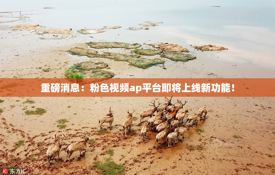 重磅消息：粉色视频ap平台即将上线新功能！