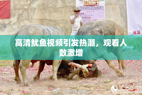 高清鱿鱼视频引发热潮，观看人数激增