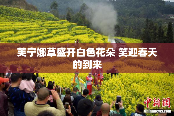 芙宁娜草盛开白色花朵 笑迎春天的到来