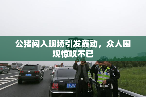 公猪闯入现场引发轰动，众人围观惊叹不已