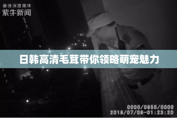 日韩高清毛茸带你领略萌宠魅力